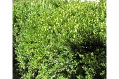 Buxus-sempervirens_bukszus-orokzold-puszpang_12