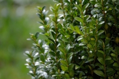 buxus-2