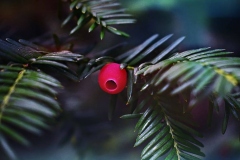 yew-green-conifer-plant